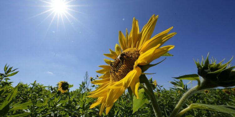 Прогноз погоди на 10 та 11 липня у Запоріжжі – чого очікувати містянам  | Новости Запорожья