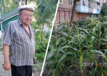 У центрі Запоріжжя переселенець із Токмачки виростив город на занедбаній ділянці – Федір Михайлович покинув рідну домівку через війну | Новости Запорожья