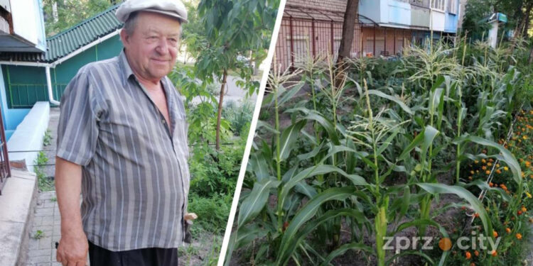 У центрі Запоріжжя переселенець із Токмачки виростив город на занедбаній ділянці – Федір Михайлович покинув рідну домівку через війну | Новости Запорожья