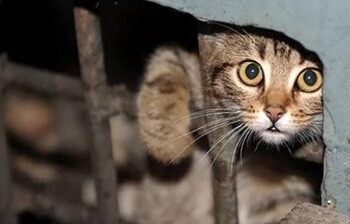 У Миколаєві поліцейські притягли до відповідальності батьків хлопчика, який жорстоко повівся із твариною, що призвело до її смерті » Миколаївський Оглядач