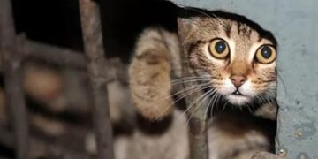 У Миколаєві поліцейські притягли до відповідальності батьків хлопчика, який жорстоко повівся із твариною, що призвело до її смерті » Миколаївський Оглядач