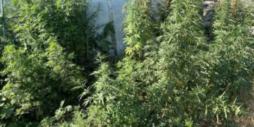 У Миколаївському районі поліцейські затримали чоловіка за підозрою у незаконному обігу наркотиків » Миколаївський Оглядач