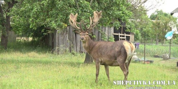 У садибній забудові Нетішина дика тварина напала на жінку —Хмельнитчина