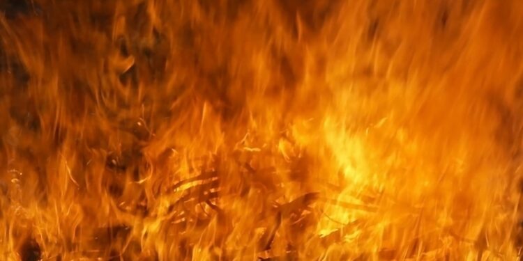 У Запоріжжі рятувальники під час пожежі витягли з квартири сім котів – в Хортицькому районі спалахнуло три балкони | Новости Запорожья