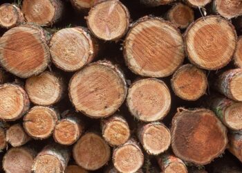 У Запоріжжі суд виніс вирок браконбєру, який спиляв дерева – подробиці  | Новости Запорожья