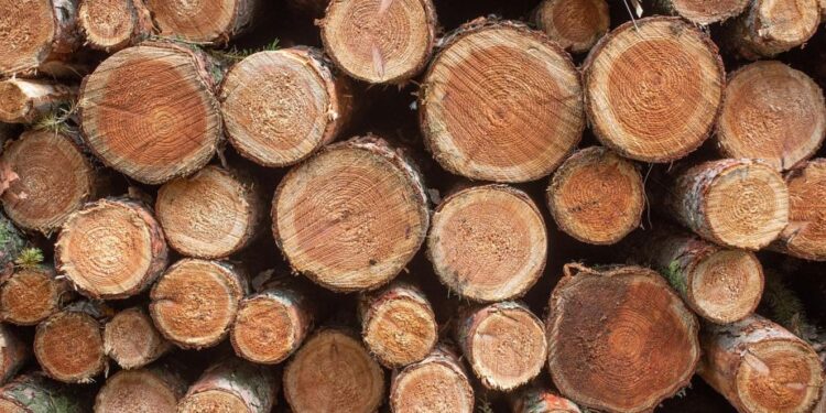 У Запоріжжі суд виніс вирок браконбєру, який спиляв дерева – подробиці | Новости Запорожья