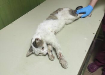 У Запоріжжі волонтери рятують кота, який постраждав під час обстрілу Оріхова, фото – небайдужих людей просять допомогти | Новости Запорожья