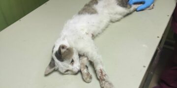 У Запоріжжі волонтери рятують кота, який постраждав під час обстрілу Оріхова, фото – небайдужих людей просять допомогти | Новости Запорожья