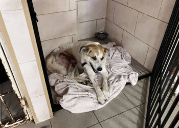 У Запоріжжі волонтери рятують собаку Бєлого, який дивом вижив під час обстрілу Малокатеринівки | Новости Запорожья