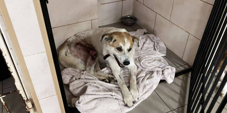 У Запоріжжі волонтери рятують собаку Бєлого, який дивом вижив під час обстрілу Малокатеринівки | Новости Запорожья