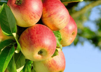 В Україні подорожчали яблука, яйця та інші продукти – які ціни у Запорізькій області | Новости Запорожья