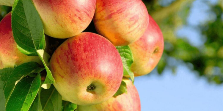 В Україні подорожчали яблука, яйця та інші продукти – які ціни у Запорізькій області | Новости Запорожья