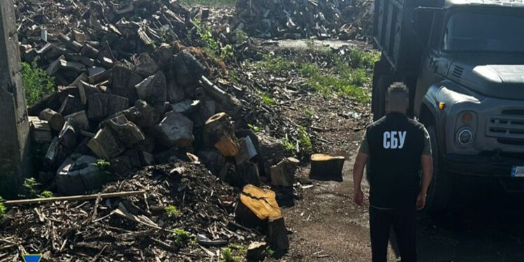 Вирубку цінної деревини викрили на Полтавщині – ПОЛТАВА СЬОГОДНІ