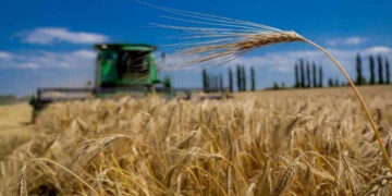 Вже зібрали понад 14 тисяч тонн озимого ячменю: на Прикарпатті стартували жнива