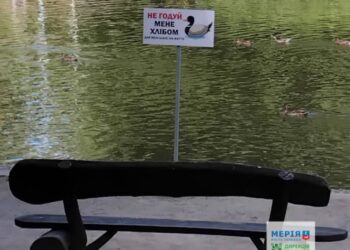 Черкасців просять не годувати качок хлібом — Новости Черкасс