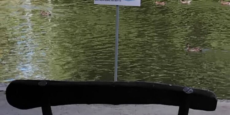 Черкасців просять не годувати качок хлібом — Новости Черкасс