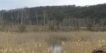 Чому науковці хочуть зберегти Ірдинське болото на Черкащині  — Новини Черкащіни