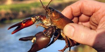 До 30 вересня на Запоріжжі та Херсонщині діє заборона на вилов раків | Новости Запорожья