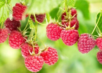 На Тернопільщині фермери борються з наслідками заморозків і граду для врожаю малини – ЭКОНОМИКА