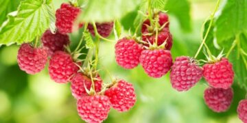 На Тернопільщині фермери борються з наслідками заморозків і граду для врожаю малини – ЭКОНОМИКА