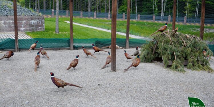 Фазанарій Житомирщини виростив одну з найбільших партій птахів за останні три роки | Журнал Житомира