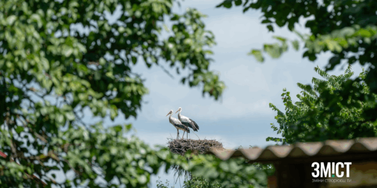 Як науковцям допомагають спостереження за гніздом лелек