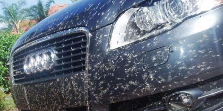 Як захистити авто від комах: поради експертів для дніпрян |  |