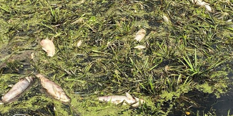 Мор риби в Уборті біля Ємільчино: загинули понад 1500 риб | Журнал Житомира