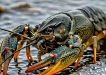 На Черкащині діятиме заборона на вилов раків