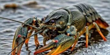 На Черкащині діятиме заборона на вилов раків