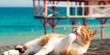 На Черкащину повертається літнє тепло