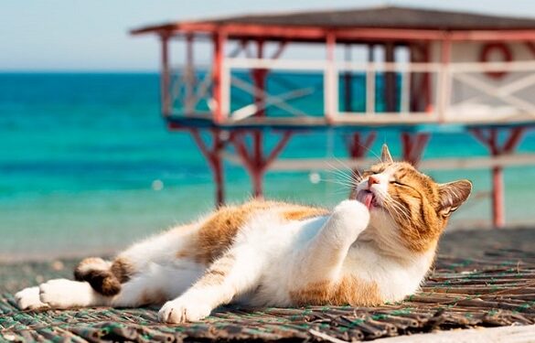 На Черкащину повертається літнє тепло