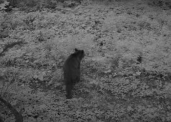 На Львівщині фотопастки зафіксували ведмедів, вовків і кабанів у прикордонній зоні