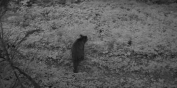 На Львівщині фотопастки зафіксували ведмедів, вовків і кабанів у прикордонній зоні