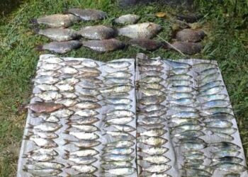 На Миколаївщині браконьєр виловив риби на 300 тисяч гривень :: Інтент :: Суспільно-політичне видання:: Регіональна мережа якісної журналістики