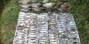 На Миколаївщині браконьєр виловив риби на 300 тисяч гривень :: Інтент :: Суспільно-політичне видання:: Регіональна мережа якісної журналістики