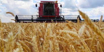 На Прикарпатті аграрії завершують збір ранніх зернових культур