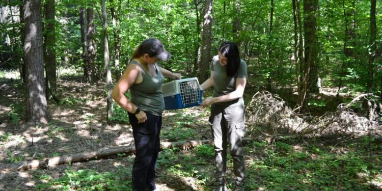 На Шепетівщині повернули в дику природу двох птахів після реабілітації —Хмельнитчина