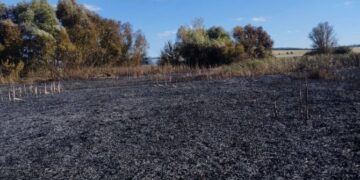 На Шполянщині горів очерет на площі 1,5 гектара — Новости Черкасс