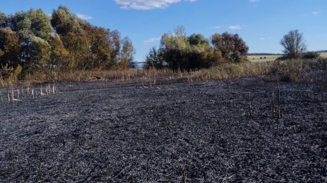 На Шполянщині горів очерет на площі 1,5 гектара — Новости Черкасс