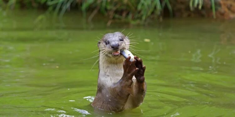 На Житомирщині зафіксували рідкісну річкову видру з Червоної книги | Журнал Житомира