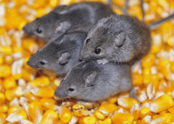 На Звенигородщині зафіксували випадок лептоспірозу