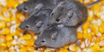 На Звенигородщині зафіксували випадок лептоспірозу