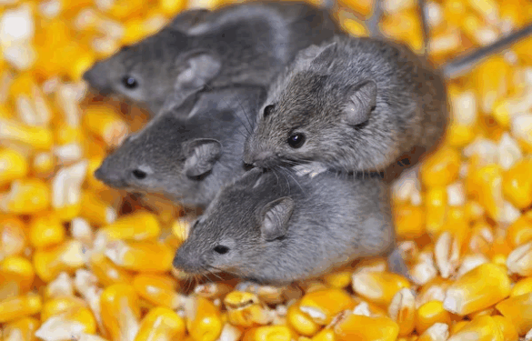 На Звенигородщині зафіксували випадок лептоспірозу