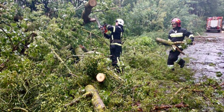 Нічний лісоповал на дорогах Житомирщини: рятувальники усунули майже 240 повалених дерев | Журнал Житомира