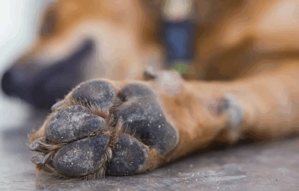 Правоохоронці відкрили кримінальне провадження через жорстоке поводження з собакою у Шполі