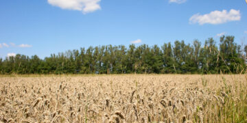 Пшениця та гречка: в Івано-Франківську збирають врожай для потреб громади