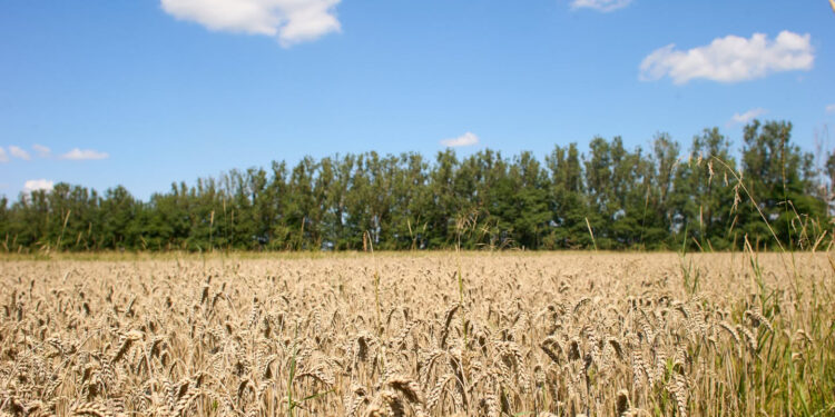 Пшениця та гречка: в Івано-Франківську збирають врожай для потреб громади