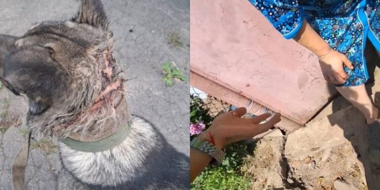 Рубала собаку лопатою: у селі Білокриниччя жінка жорстоко помстилася тварині —Хмельнитчина