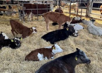 У 2025 році аграрії отримають компенсацію за будівництво ферм — стартує оновлена програма держпідтримки – Экономика